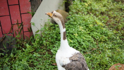 duck in the grass