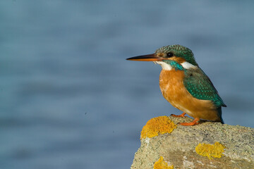 Kingfisher (Alcedo atthis). Stintino, Sardinia, Italy., Martin Pescatore (Alcedo atthis). Stintino, Sardegna, Italia.