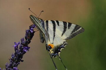 french butterfly