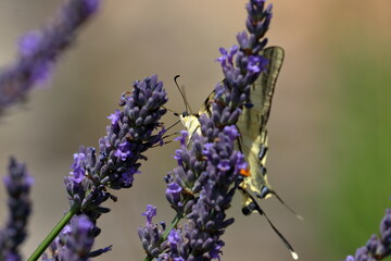 Obraz premium french butterfly