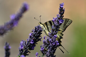 french butterfly