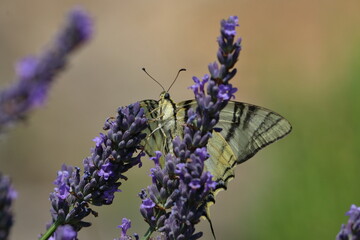 french butterfly