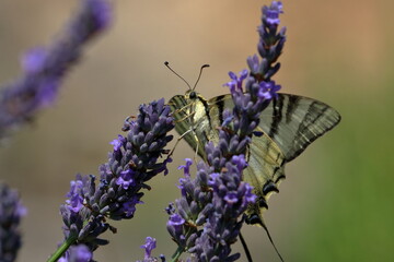 french butterfly