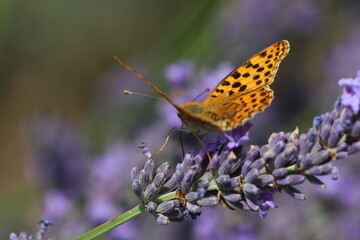 french butterfly