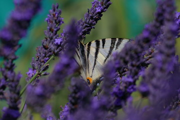french butterfly
