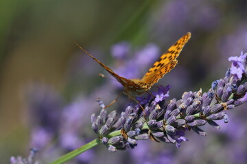 french butterfly