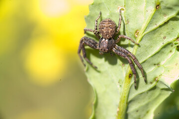 Common crab spider ( Xysticus cristatus). In threatening pose, Ragno (Xysticus cristatus) Sardinia. Italy