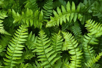 Obraz premium Lush green fern leaves background texture.