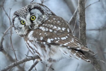 Boreal Owl visiting for the winter