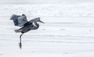 Great blue heron landing on a frozen lake in winter.