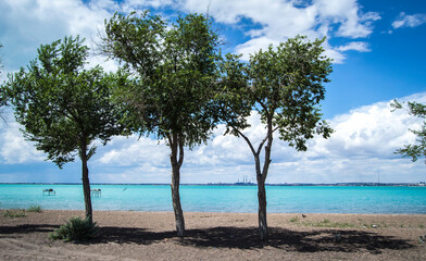 Tropical beach with palm trees and clouds, trees