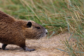 nutria
