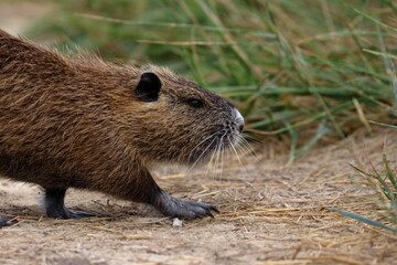 nutria