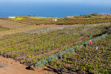Hilly terraced vineyards in wine making region Tacoronte-Acentejo on Tenerife on slopes of Volcano...