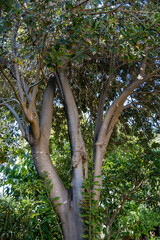 Fototapeta premium Hard green Australian macadamia nuts hanging on branches on big tree on plantation