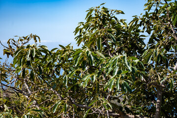 New harvest on avocado trees plantations on La Palma island, Canary islands, Spain, green ripe avocado fruits hanging on tree