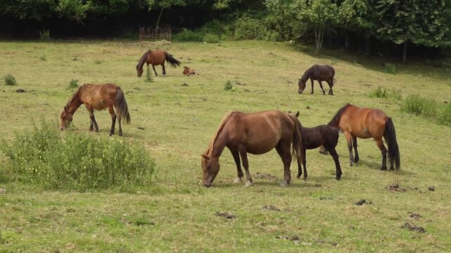 Galician mountain horses grazing in the meadow 187
