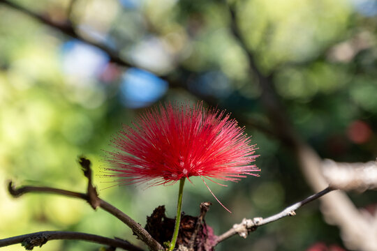 Blossom of red powderpuff exotic plant calliandra haematocephala from Bolivia close up
