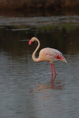 flamingo