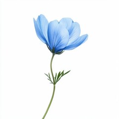 Naklejka premium Blue Flower Isolated on Pure White Background with Cutout Precision