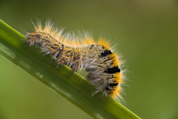 Grass Eggar Moth caterpillar (Lasiocampa trifolii) Bruco di Lasiocampa trifolii (Farfalla notturna)..Sardinia, Italy