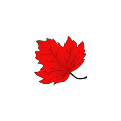 red maple leaf