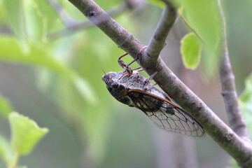 cicada