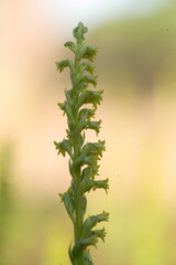 Gennaria diphylla, orchidea, Platamona, Sardegna. Italia. *** Local Caption *** ..