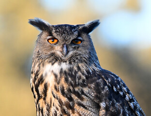 A powerful eagle owl in the wild