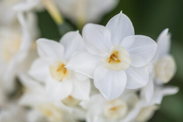 Obraz premium daffodil, narcissus