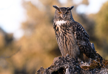 A powerful eagle owl in the wild