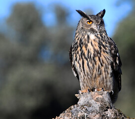 A powerful eagle owl in the wild