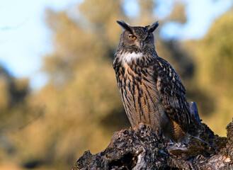 Fototapeta premium un majestuoso buho real en libertad