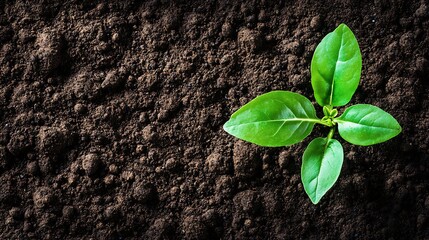 Naklejka premium New Life Emerging from the Earth: A Tiny Sprout in Rich Soil