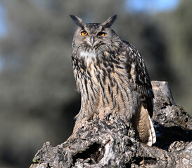 A powerful eagle owl in the wild