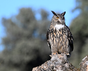 A powerful eagle owl in the wild
