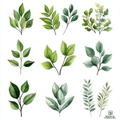 Realistic Watercolor and Ink Herb and Leaf Set with Soft and Intricate Details