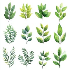 Hand-Drawn Watercolor and Ink Collection of Various Herbs and Leaves