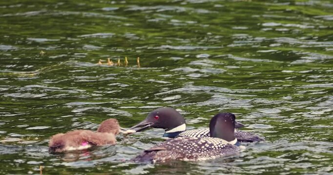 A Common Loon Chick and both parents on the water of a Minnesota lake. A minnow is fed to the young bird by one of its parents in slow motion hand held footage.