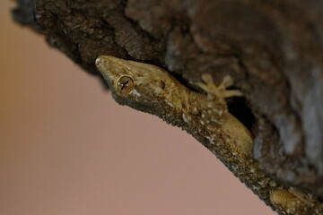 gecko