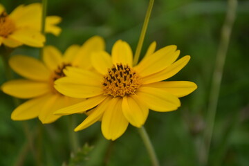 Yellow flowers in spring.