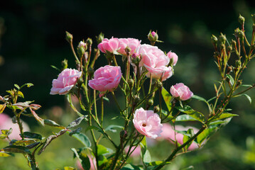 pink roses in the garden