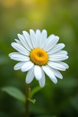 Fototapeta premium Close-up of a Bright Daisy Flower with Golden Center and Soft Green Backdrop