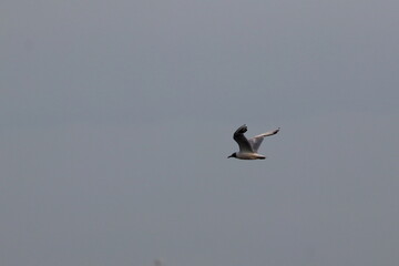 gull-billed tern