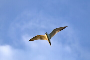 gull-billed tern