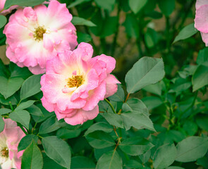 前橋バラ園　薔薇の花29
