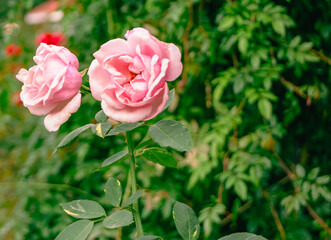 前橋バラ園　薔薇の花20