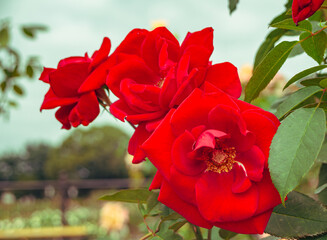 Obraz premium 前橋バラ園 薔薇の花1