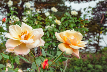 Fototapeta premium 前橋バラ園 薔薇の花