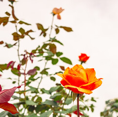 前橋バラ園　薔薇の花